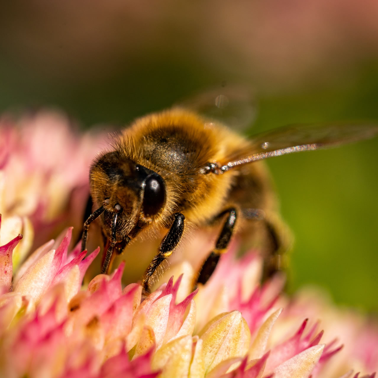 Worker Honey Bee